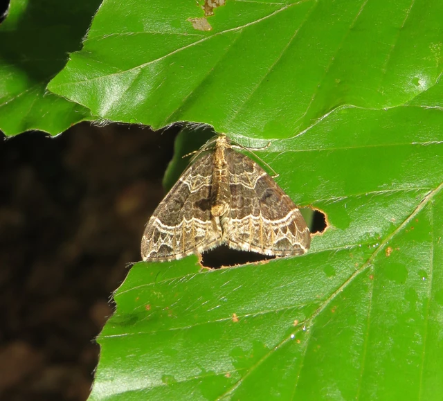 Ecliptopera silaceata - barna tarkaaraszoló