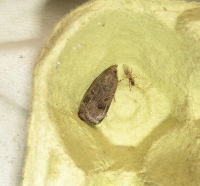 köztes sárgafűbagoly - Noctua interposita