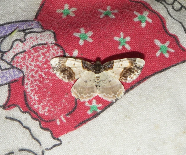 Ligdia adustata - barna levélaraszoló