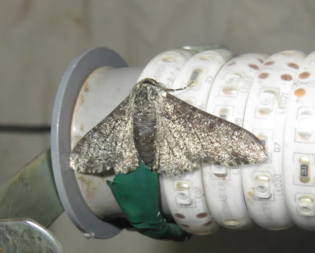 szürkepettyes araszoló - Biston betularia