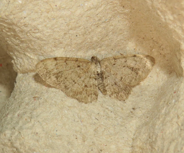 Aethalura punctulata - szürke égeraraszoló