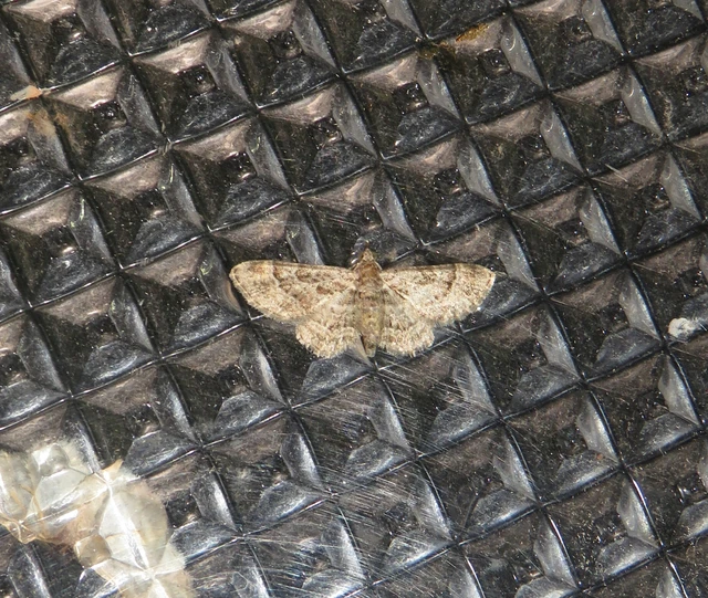 Gymnoscelis rufifasciata - vöröscsíkos törpearaszoló