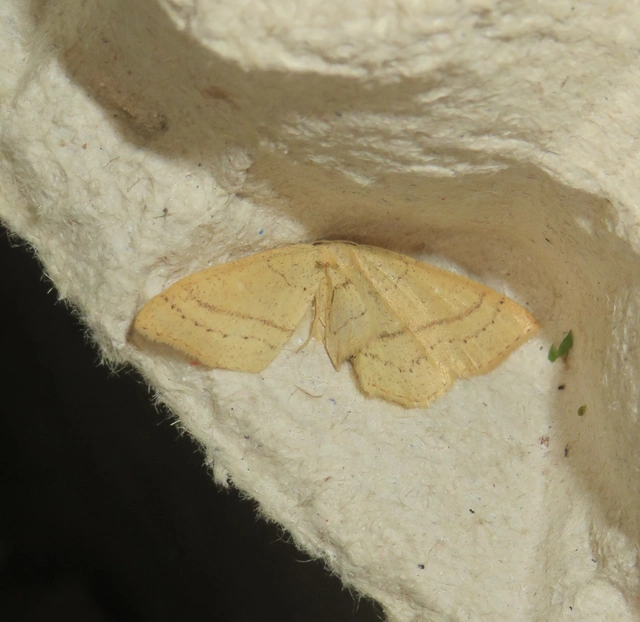 Cyclophora linearia - vonalas pettyesaraszoló
