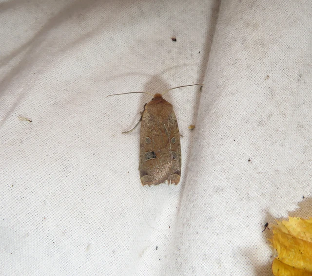 vörösfejű őszibagoly - Conistra erythrocephala