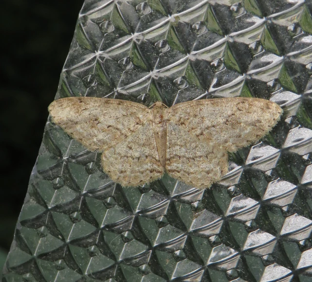 Ectropis crepuscularia - avararaszoló