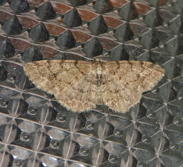 Aethalura punctulata - szürke égeraraszoló