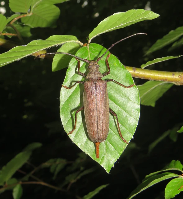 Aegosoma scabricorne - diófacincér