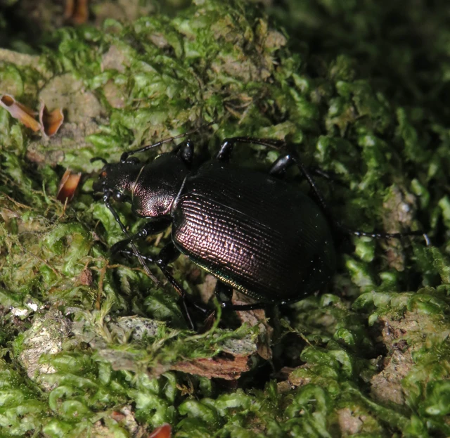 Calosoma inquisitor - kis bábrabló