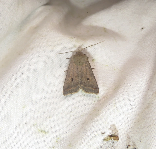 kecskefűz-őszibagoly - Leptologia lota