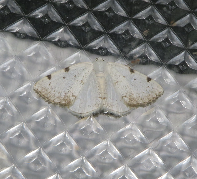 Lomographa bimaculata - kétpontos fehéraraszoló