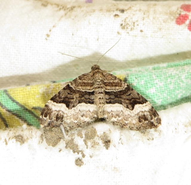 kétsávos tarkaaraszoló - Xanthorhoe biriviata