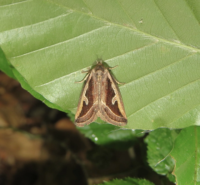 lápi apróbagoly - Deltote uncula