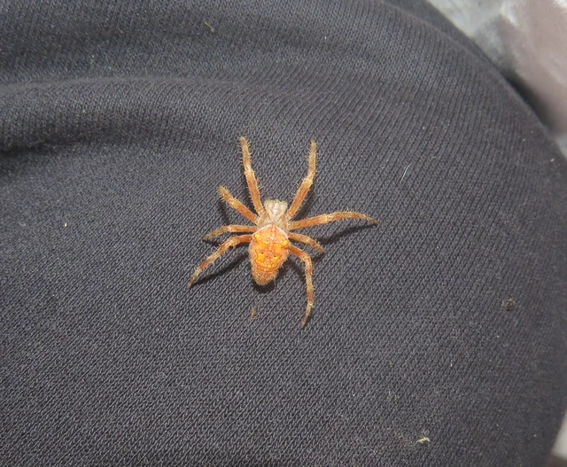 Araneus diadematus - koronás keresztespók