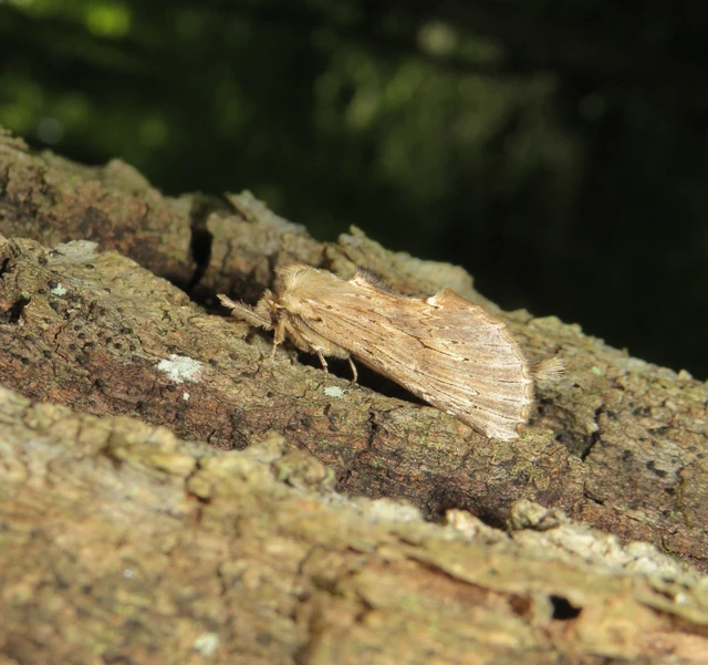 Pterostoma palpina - csőrös púposszövő