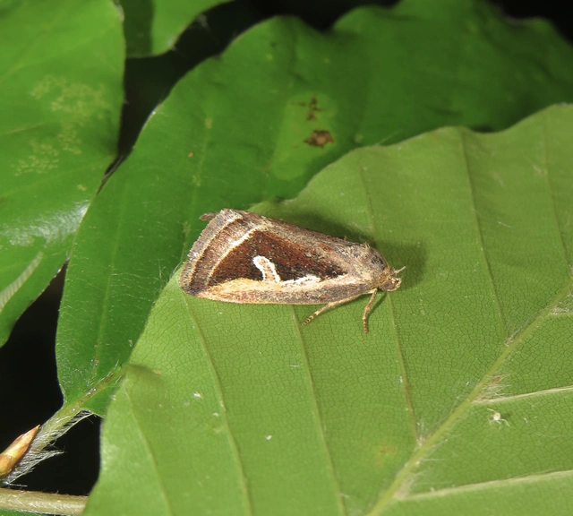 lápi apróbagoly - Deltote uncula