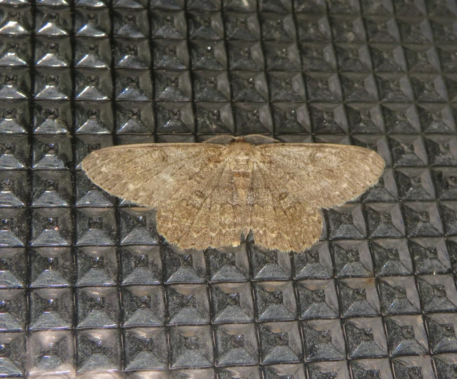 Hypomecis punctinalis - pettyes faaraszoló