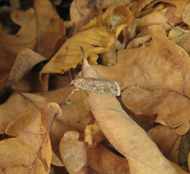 Spodoptera exigua - apró jegyesbagoly