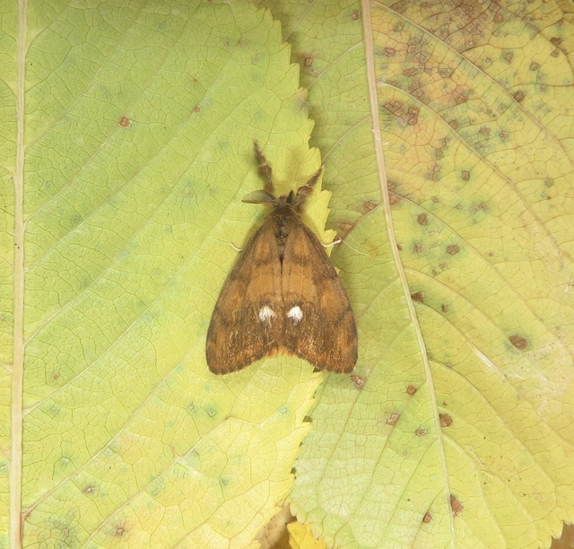 rozsdabarna kisszövő - Orgyia antiqua