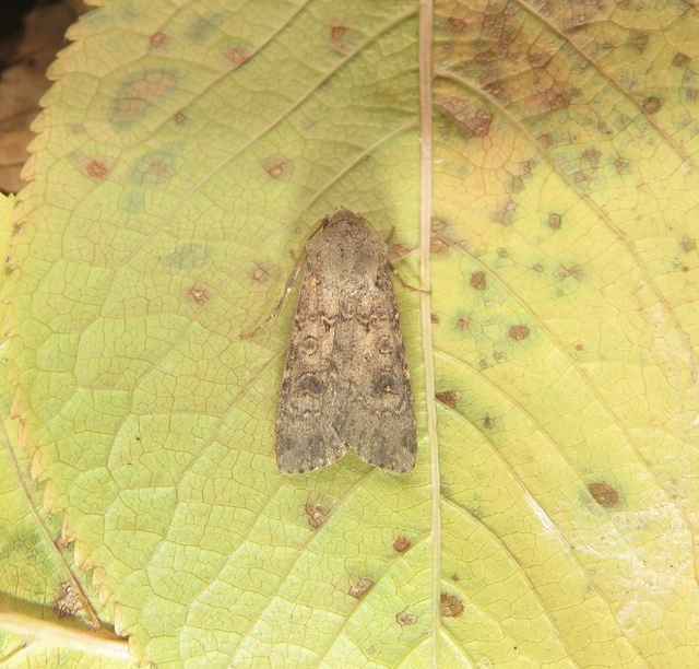 Agrotis segetum - vetési földibagoly