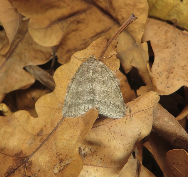 Epirrita christyi/dilutata