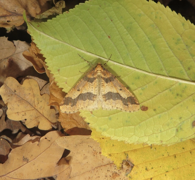 Erannis defoliaria - nagy téliaraszoló