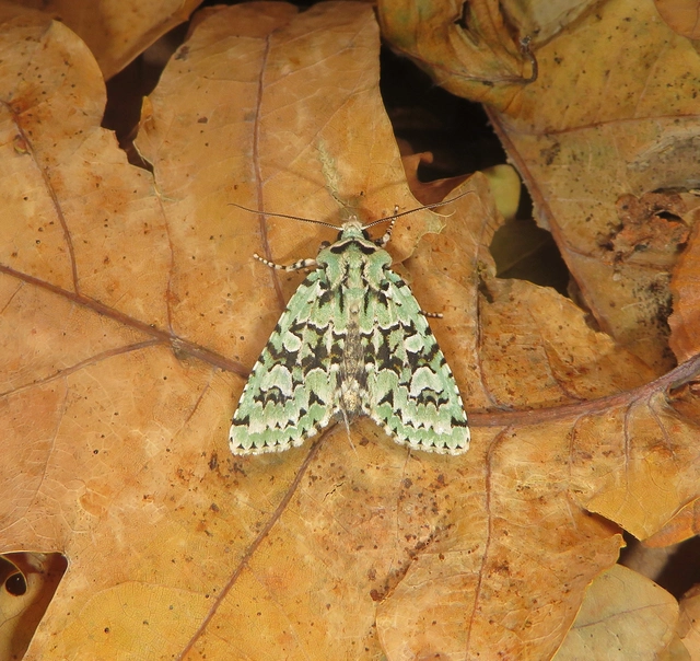 őszi zöldbagoly - Griposia aprilina