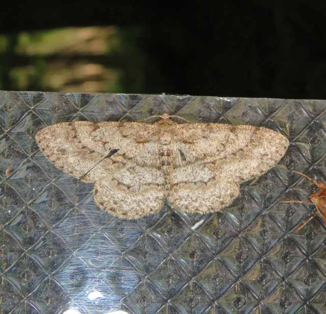 Hypomecis punctinalis - pettyes faaraszoló