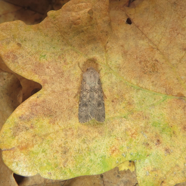 Agrotis segetum - vetési földibagoly