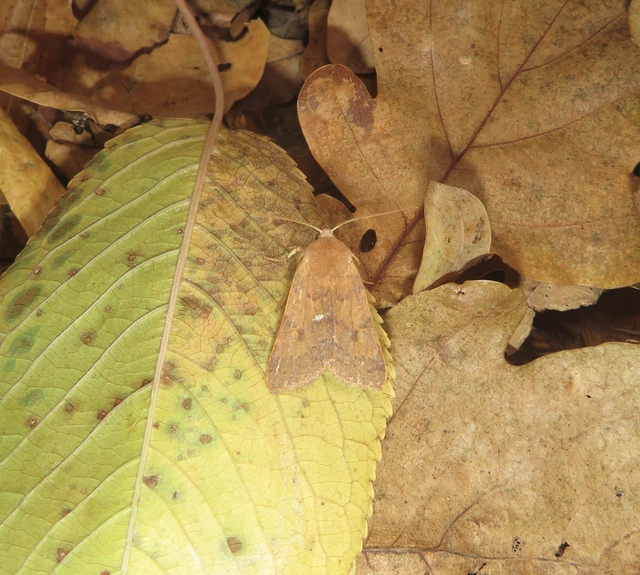 barna őszibagoly - Anchoscelis helvola