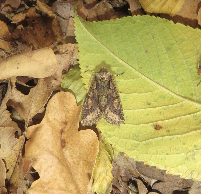 Allophyes oxyacanthae - galagonyabagoly