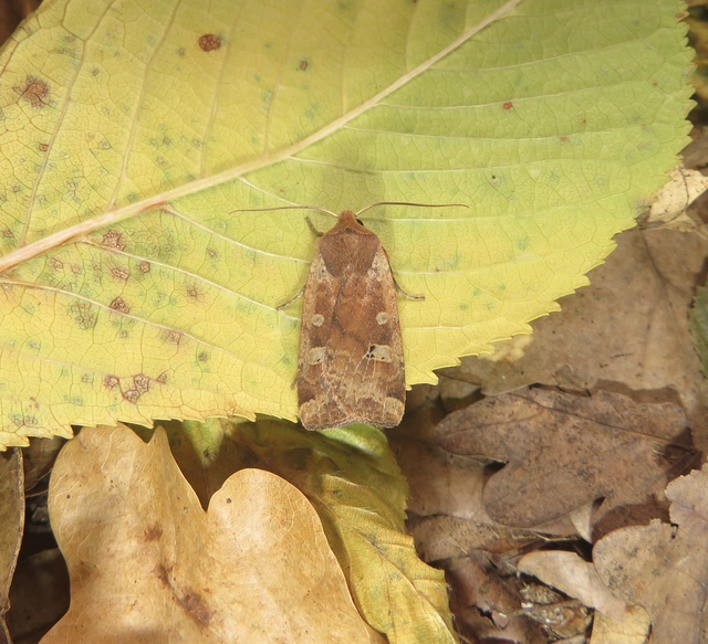 Conistra erythrocephala - vörösfejű őszibagoly
