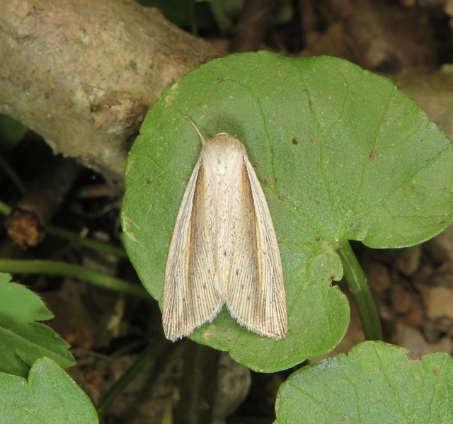 lándzsás lápibagoly - Senta flammea