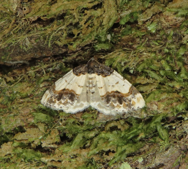 Ligdia adustata - barna levélaraszoló