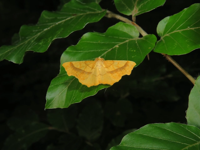 tölgyfa-levélaraszoló - Ennomos quercinaria