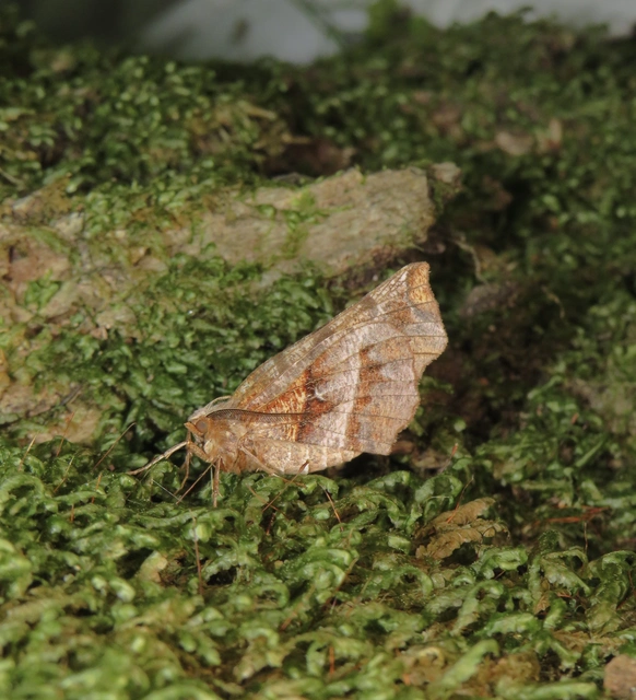 Selenia dentaria - kétfoltos holdasaraszoló