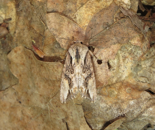 Egira conspicillaris - változékony szürkebagoly
