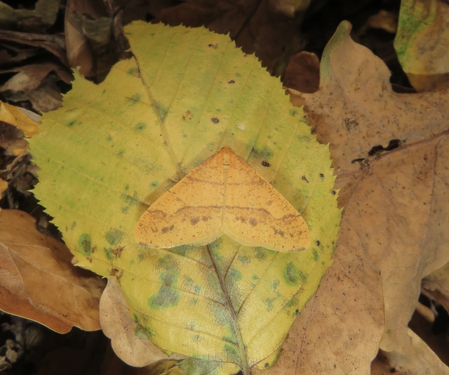 aranysárga téliaraszoló - Agriopis aurantiaria