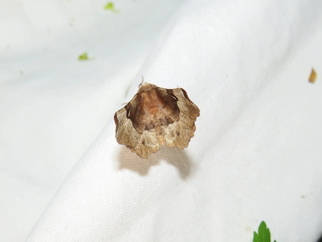 Selenia tetralunaria - négyfoltos holdasaraszoló