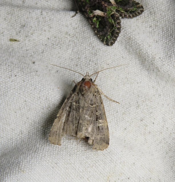 hálózatos sóskabagoly - Naenia typica