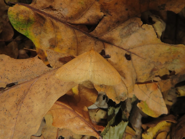 Agriopis aurantiaria - aranysárga téliaraszoló