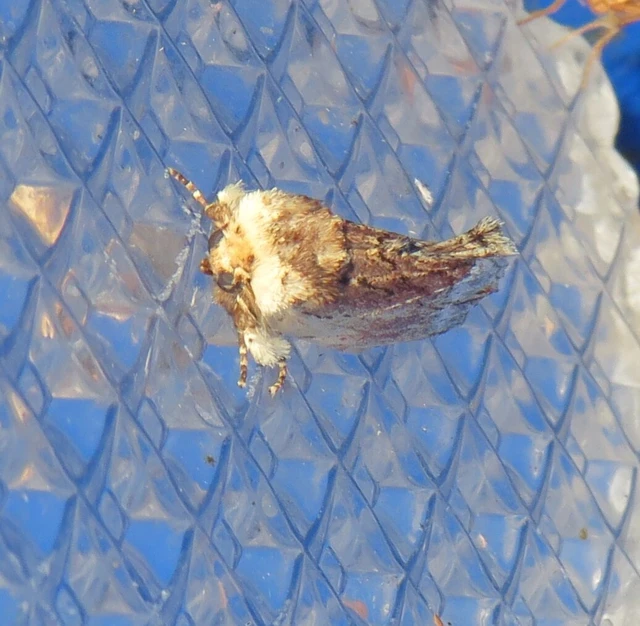 csuklyás púposszövő - Ptilodon cucullina