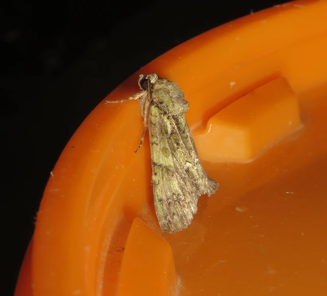 selyemfényű erdeibagoly - Polyphaenis sericata