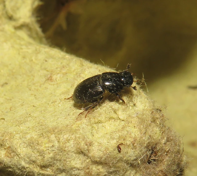 Aphodius rufipes - vörösbarna trágyabogár