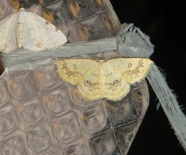 Cyclophora annularia - gyűrűs pettyesaraszoló