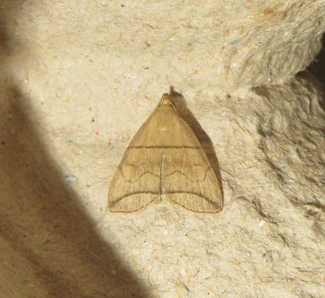 ligeti karcsúbagoly - Herminia grisealis