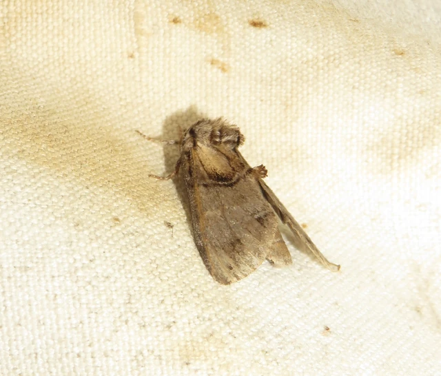 Drymonia velitaris - hegyi púposszövő