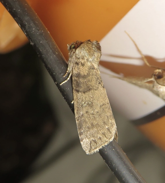 bélyeges pihésszövő - Tethea or