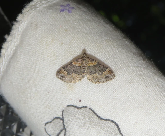 kerti tarkaaraszoló - Xanthorhoe ferrugata