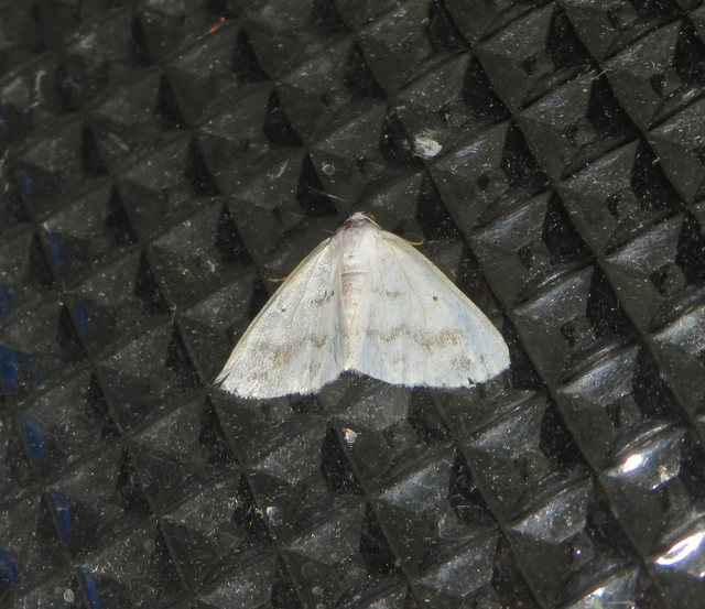 Lomographa temerata - foltos fehéraraszoló