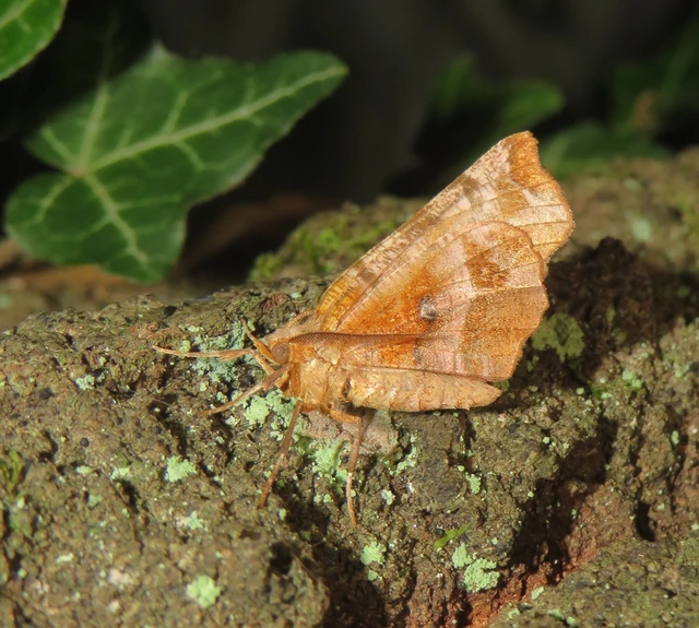 Selenia dentaria - kétfoltos holdasaraszoló